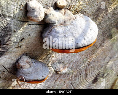 Rosso-cinghia conk Fomitopsis pinicola cresce su un trunk Foto Stock