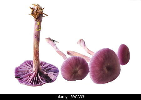 L'ametista deceiver mushroom Laccaria amethystina isolati su sfondo bianco Foto Stock