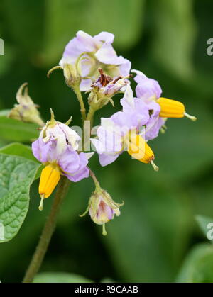 Fiori viola su una patata Solanum tuberosum pianta in un campo Foto Stock