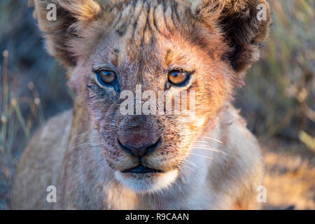 Close up cub (sangue sulla faccia) Foto Stock