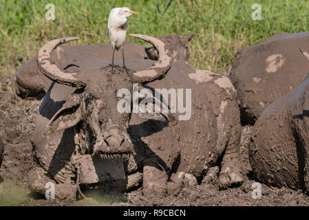 Bianco airone guardabuoi (uccello) sorge sulla testa di buffalo cercando di insetto, Thailandia. Foto Stock