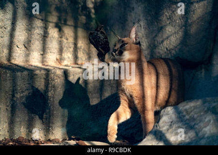 Caracal gatto selvatico close up Verticale a caccia di un uccello Foto Stock