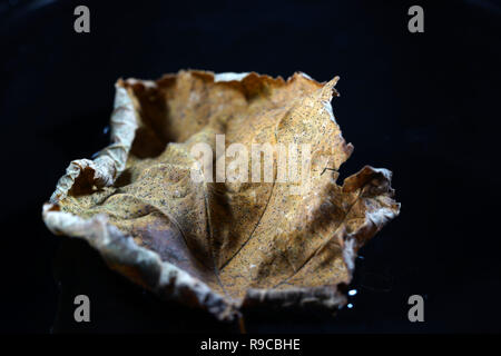 La decomposizione del fogliame inizia quando le foglie sono sul terreno, da funghi, batteri e acari Foto Stock