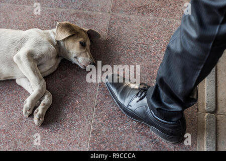 Cani randagi di Chandni Chowk Foto Stock