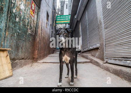 Cani randagi di Chandni Chowk Foto Stock