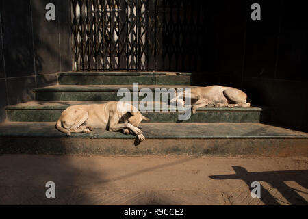 Cani randagi di Chandni Chowk Foto Stock