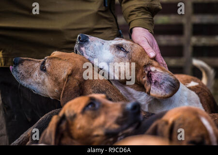 Uomo con foxhounds Foto Stock