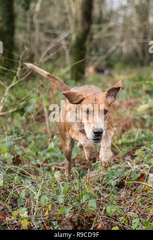 Foxhound nel bosco Foto Stock