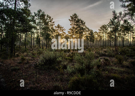 I pini marittimi immerso nella luce del sole all'alba a comporta Foto Stock