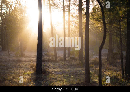 I pini marittimi immerso nella luce del sole all'alba a comporta Foto Stock