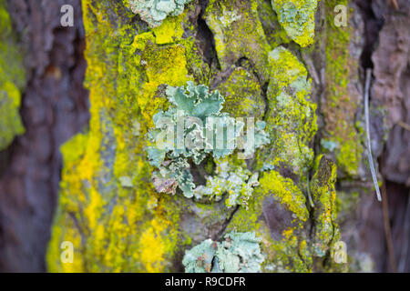 Dettagli di una foresta marittima a pavimento comporta Foto Stock