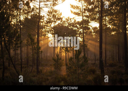 I pini marittimi immerso nella luce del sole all'alba a comporta Foto Stock