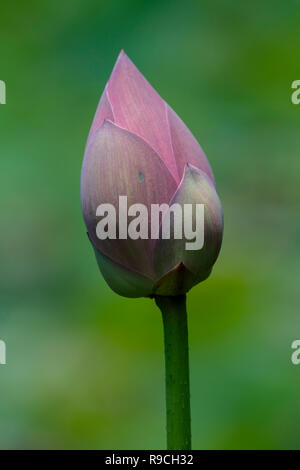 I fiori di loto - al Parco di Anderson Giardini Botanici Foto Stock