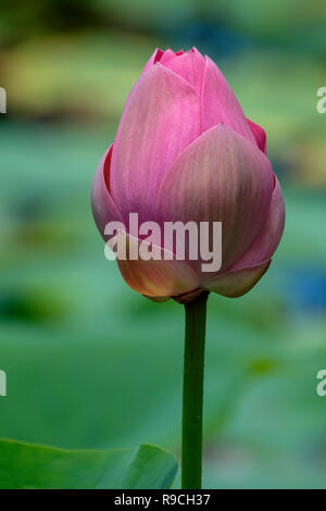 I fiori di loto - al Parco di Anderson Giardini Botanici Foto Stock