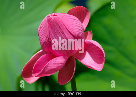 I fiori di loto - al Parco di Anderson Giardini Botanici Foto Stock