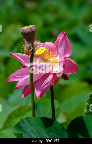 I fiori di loto - al Parco di Anderson Giardini Botanici Foto Stock