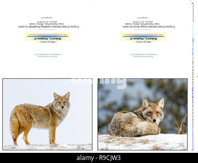 43,107.08518 & 42,757.09764 nota fotografica Carte, due 5x4 orizzontale su 11x8,5 carta (print cut piega), Coyote in piedi ti guardano; closeup Coyote giacente Foto Stock