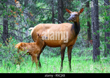 40,717.00111 magnifiche Elk cow & vitello neonato (Cervus elaphus, Cervidae) con macchie in piedi di giovani alberi della foresta di conifere prato Foto Stock