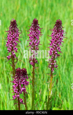42,894.03548 close up viola di elefante lousewort testa fiori (Pedicularis groenlandica), alti picchi, in verde 5,015' alta Logan's Prairie, Oregon Foto Stock