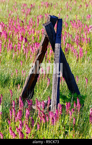 42,894.03598 sunny 5.000' alta erba verde prairie, violetto di elefante fiori selvatici di testa prato pascolo, vecchia a 3 post triangolo di supporto recinzione, Oregon, Stati Uniti d'America Foto Stock