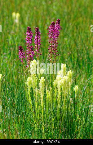 Chiudere 42,896.03774 giallo il pennello (Castilleja specie), di elefante testa (Pedicularis groenlandica), Logan's prateria fiori selvatici, Oregon, Stati Uniti d'America Foto Stock