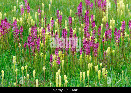Chiudere 42,896.03780 vibranti fiori selvatici della prateria giallo (paintbrush Castilleja specie) lavanda di elefante testa (Pedicularis groenlandica) Oregon US Foto Stock