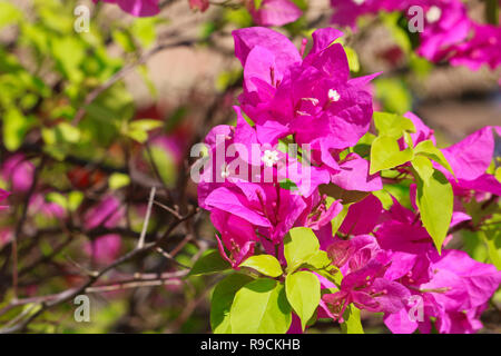 Questa unica foto mostra un bel fiore di bouganville. Questa foto è stata scattata in Hua Hin Tailandia Foto Stock