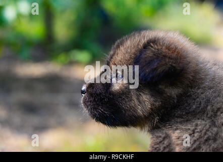 Puppy cute cane / baby marrone nero cucciolo di cane asia thai nel giardino all'aperto Foto Stock