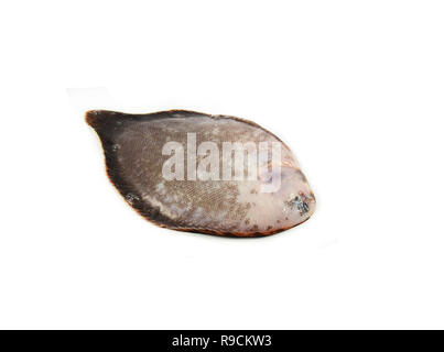 Suola isolata di pesci di acqua dolce / suola o fiume unico pesce fresco isolato su sfondo bianco - Soleidi Synaptura panoides Foto Stock