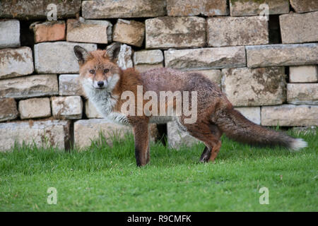 Fox; Vulpes vulpes singolo con rogna sarcoptica Cornwall, Regno Unito Foto Stock