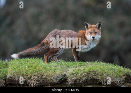 Fox; Vulpes vulpes singolo con rogna sarcoptica Cornwall, Regno Unito Foto Stock