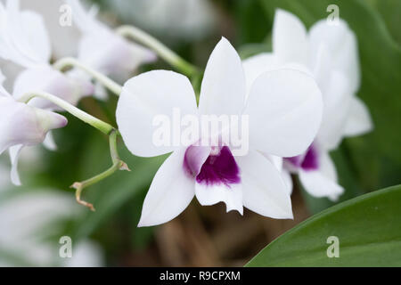 Vicino la bellissima viola e bianco le orchidee in fiore nel giardino di orchidee, sullo sfondo della natura Foto Stock