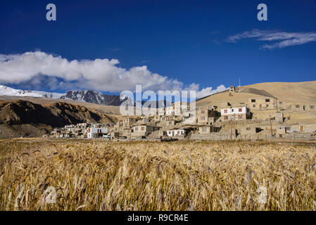 Frumento e orzo campi Korzok anteriore village, Tso Moriri Lago, Ladakh, India Foto Stock