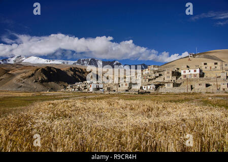 Frumento e orzo campi Korzok anteriore village, Tso Moriri Lago, Ladakh, India Foto Stock