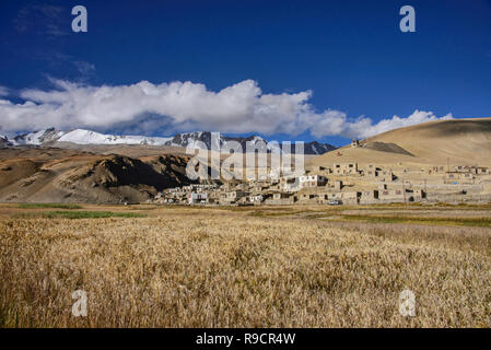 Frumento e orzo campi Korzok anteriore village, Tso Moriri Lago, Ladakh, India Foto Stock