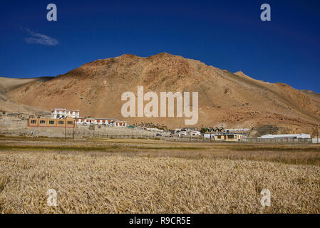 Frumento e orzo campi Korzok anteriore village, Tso Moriri Lago, Ladakh, India Foto Stock