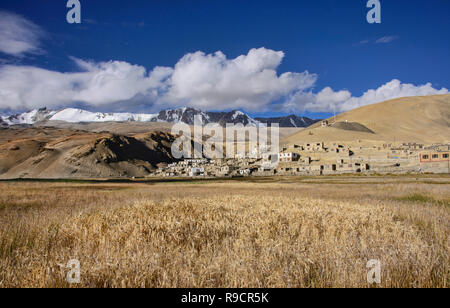 Frumento e orzo campi Korzok anteriore village, Tso Moriri Lago, Ladakh, India Foto Stock