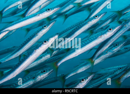 Scuola di limanda barracuda ( Sphyraena flavicauda ), Yonaguni, Okinawa, in Giappone Foto Stock