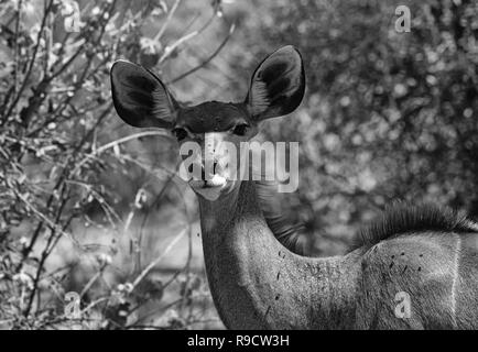 Maggiore Kudu ritratto femminile in bianco e nero Foto Stock