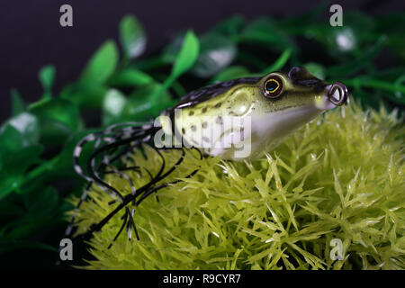 Le rane di plastica con ganci acuti sono ben adatti come esche artificiali su pesci predatori Foto Stock