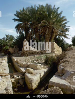 La Siria. L' Oasi di Palmyra. Il Palm Grove. Il fosso in primo piano è stato utilizzato per irrigare il campo oasis. Foto scattata prima di siria guerra civile. Foto Stock