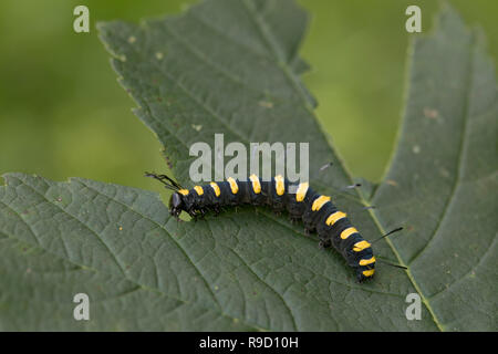 Alder Moth Larva; Acronicta alni alimentazione singola su foglie Cornwall, Regno Unito Foto Stock