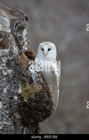 Barbagianni; Tyto alba su unico albero Scozia - UK Foto Stock