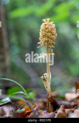 Nido di uccelli Orchid; Neottia nidus-avis Flower Surrey, Regno Unito Foto Stock