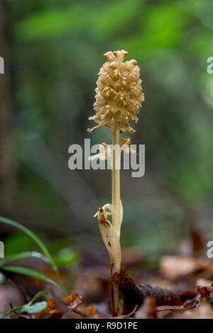 Nido di uccelli Orchid; Neottia nidus-avis Flower Surrey, Regno Unito Foto Stock