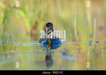 Collo Nero svasso; Podiceps nigricollis singolo adulto REGNO UNITO Foto Stock