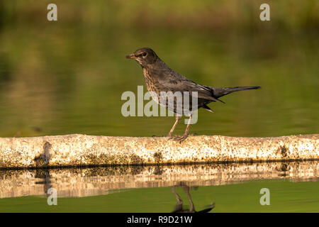 Merlo; Turdus merula femmina singolo Cornwall, Regno Unito Foto Stock