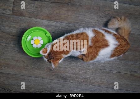 Sete tabby cat cercando curiosi di una fontanella. Vista da sopra. Foto Stock