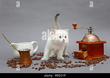 White British gattino e chicco di caffè mill su sfondo grigio Foto Stock