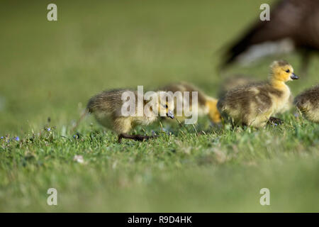Canada Goose; Branta canadensis tre Goslings Cornwall, Regno Unito Foto Stock